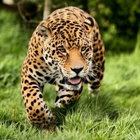 Андрей Чулков | 