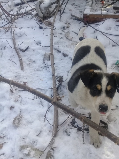 Здравствуйте. Вот такие чудесные малыши живут в Пензе в райо