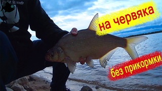 ЛЕЩ пришел!!! \ отличный клев \ рыбалка на донки \ стерлядь, налим, густера, белоглазка, сопа, синец