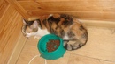 Безкота_добро