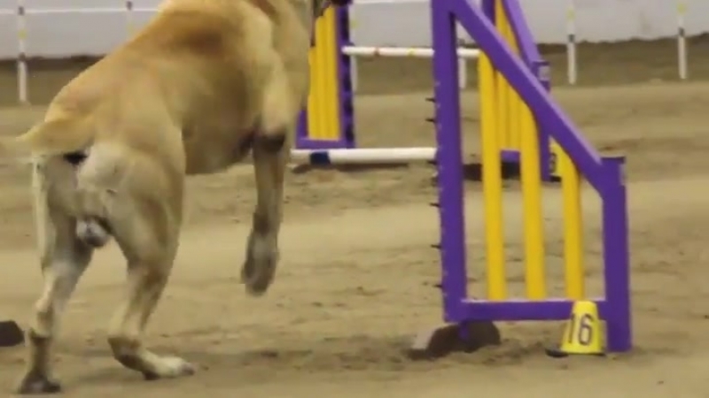 Mastiff in an agility contest