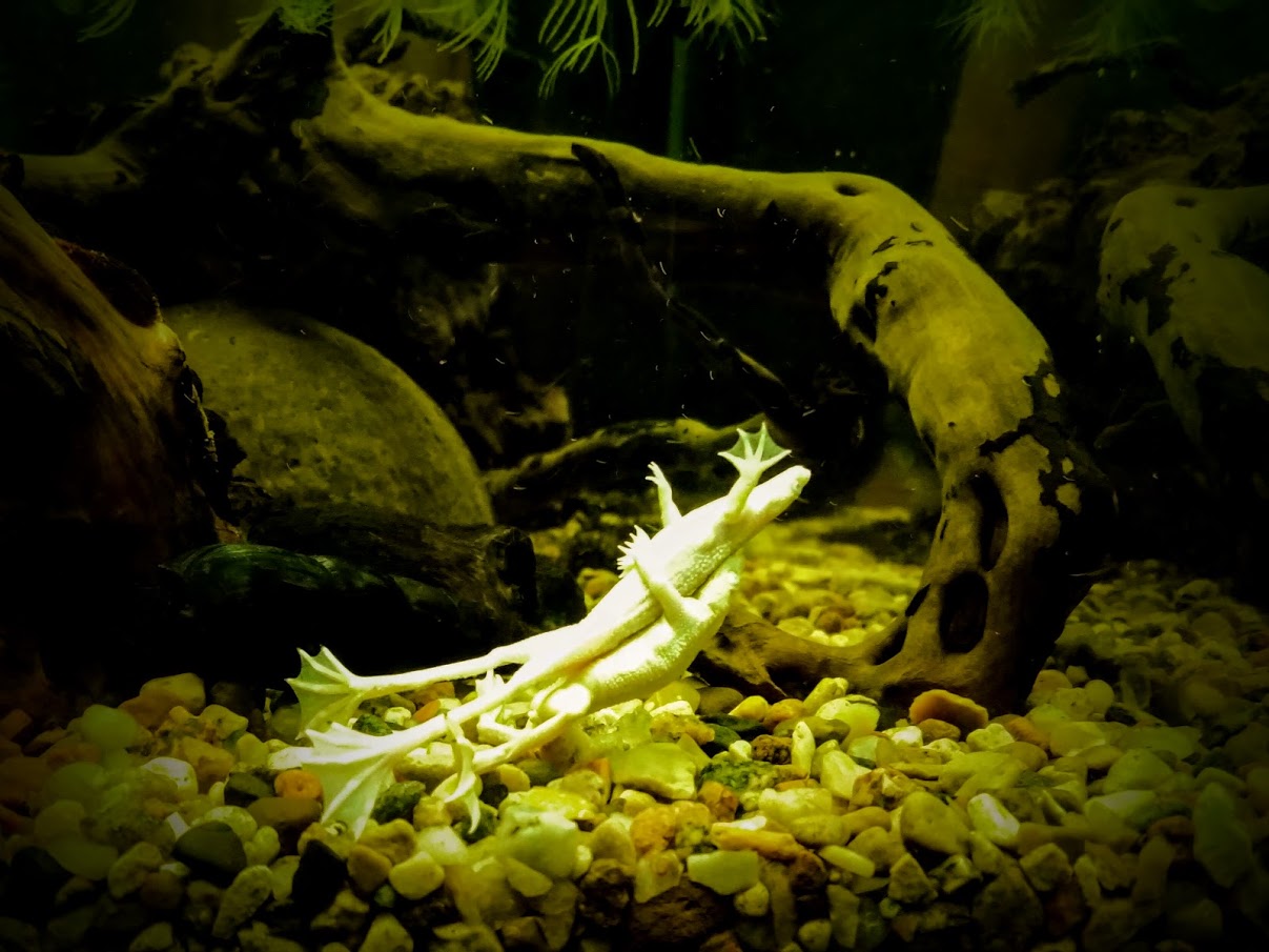 Картинка с форума