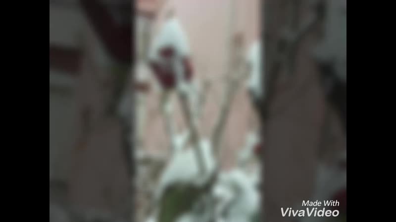 XiaoYing_Video_1522927439338.mp4