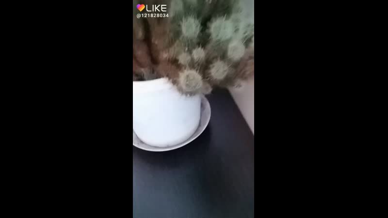 кактус лучший хит