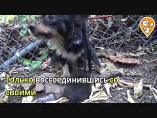 Воссоединение семьи