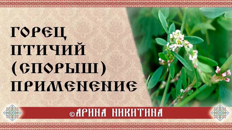 Горец птичий (спорыш) применение