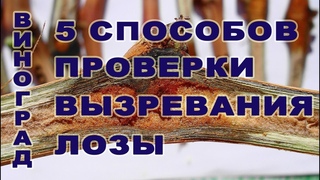 Виноград. 5 (пять) простых Способов определения степени вызревания лозы.