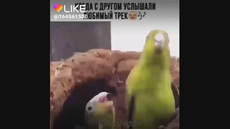 Like_6648557526801994131.mp4