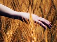 Wheat scene