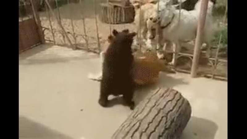 медвеженок борец