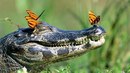 Посмотришь на иное создание - миллион восторгов, а заглянешь в душу - обыкновенный крокодил.
