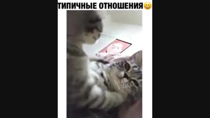 Lovers cat
