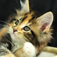 Наталья Третьякова | Улан-Удэ