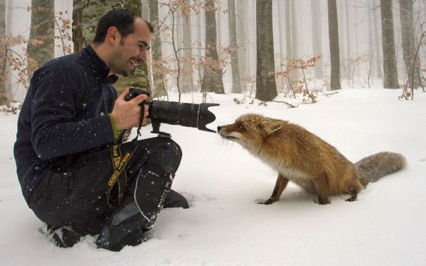 10 фотографов, которые подобрались к животным слишком близко Есть такие невероятные люди на свете, и это — фотографы. Энтузиасты своего дела и просто хорошие люди, готовые ради удачного кадра на