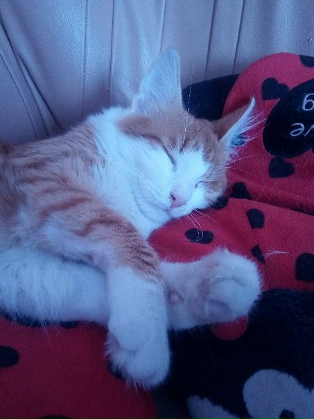 Подобрали котенка на морозе... Спит вторые сутки