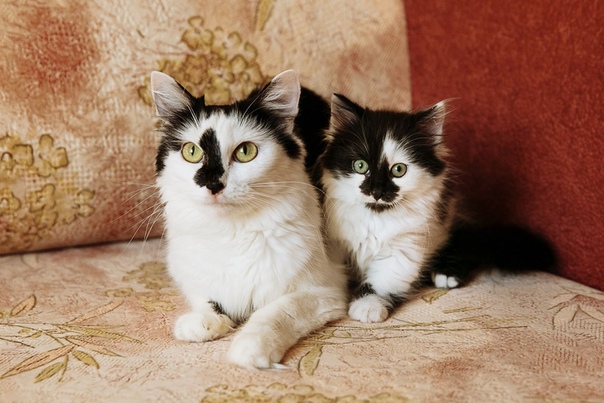 #нужна_финансовая_помощь@vmestepnz_animals #Нюша_и_Леся_ID51