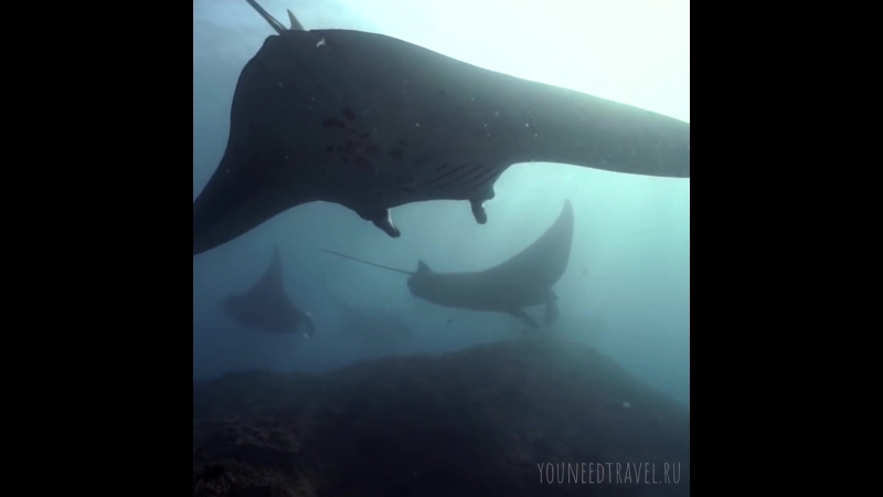 Manta Ray Nusa Penida (лайфстайлтур)