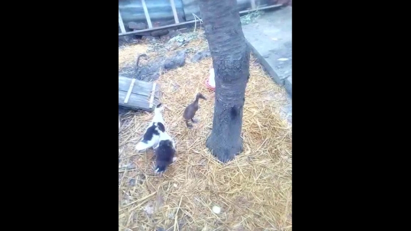 Птеродактильная утка