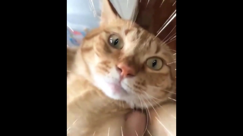 Котий жирок трясётся