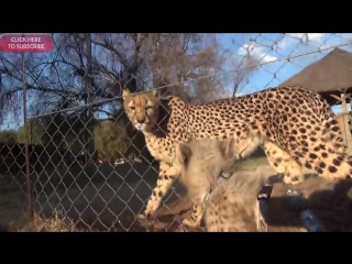 Growing UP Cheetahs - Cubs Eat Play Run Walk Sleep At Endangered Big Cat Breedin