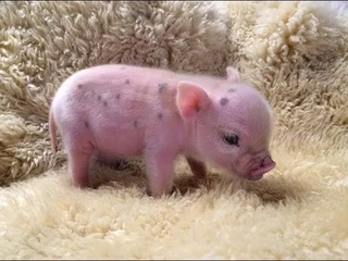 CUTE MICRO PIG | MINI PIG VIDEO Compilation