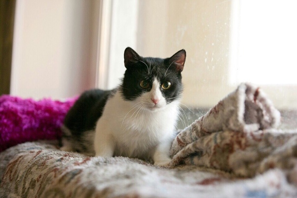 Тристан. Молодой, очень ласковый и воспитанный котик ищет до