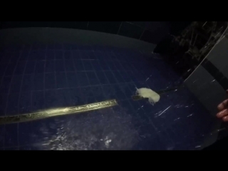 Freediving