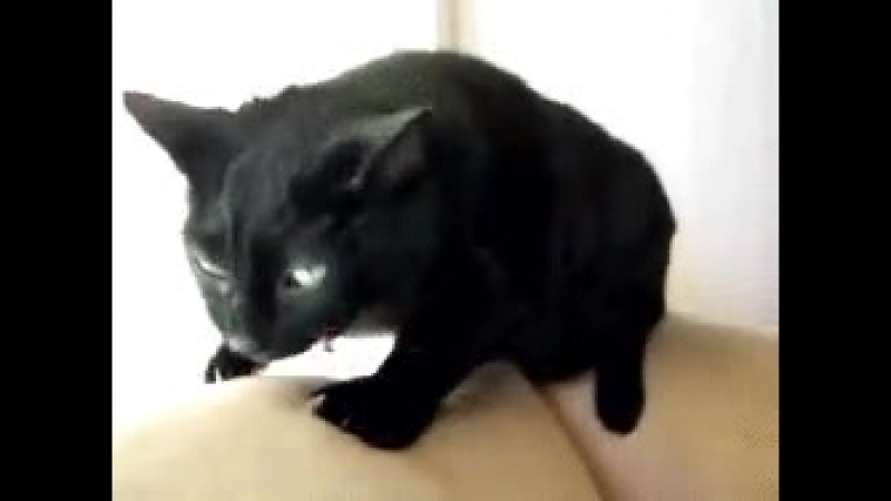 котэ рыгает.gif
