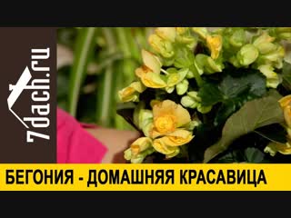 🏵️ Полезная красавица бегония - 7 дач