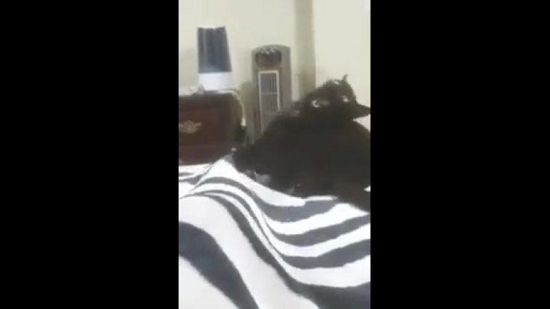 Doc15613444_484696260.mp4