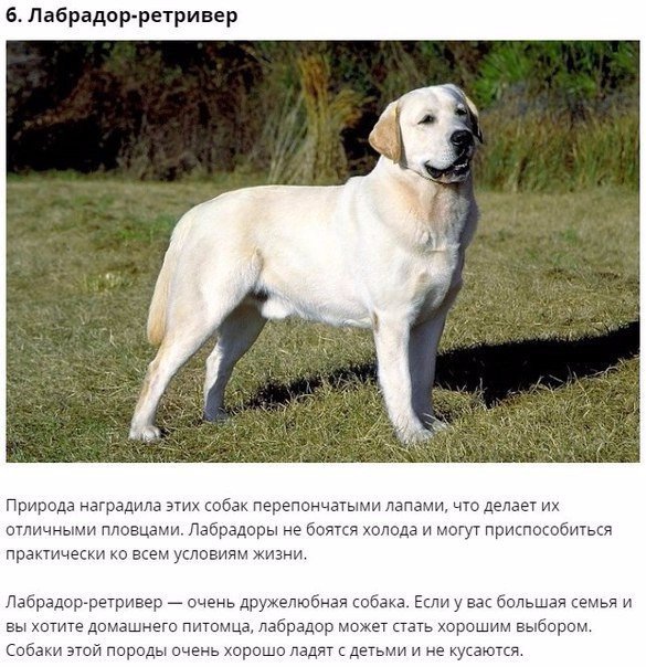 Топ-10 самых умных пород собак, которые легко поддаются дрессировке Вы планируете завести собаку, но не знаете, какую породу выбрать В этой статье мы познакомим вас с породами, которые считаются