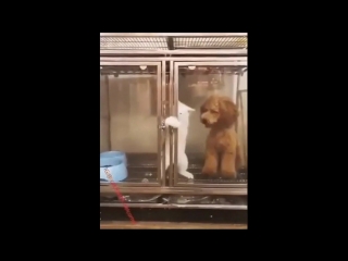 You can't lock the cat 8)