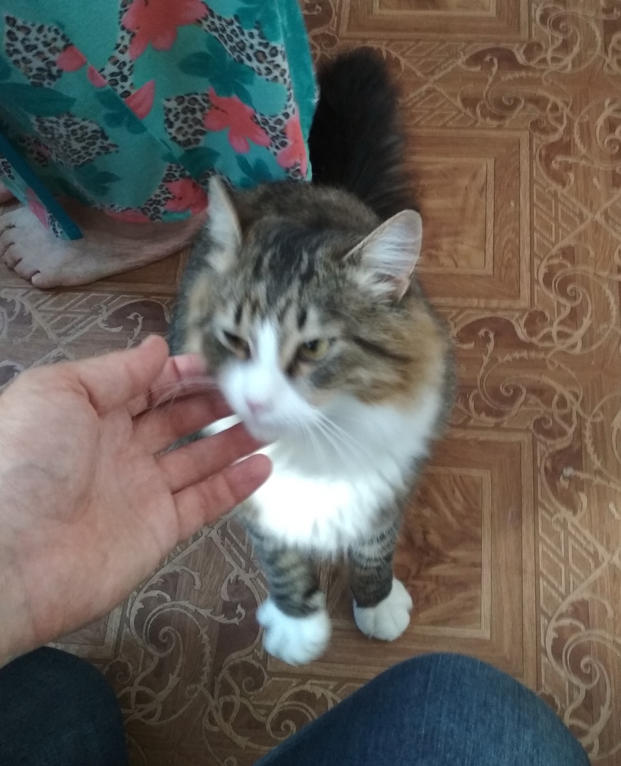 Кошки в нашей жизни. Кошки и все, что с ними связано.