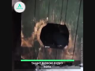Как пес кошку похитил | АКУЛА