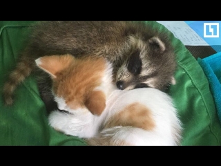 Крошка-енот и котёнок стали друзьями