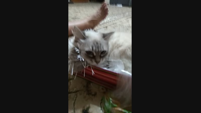1544017072250.mp4
