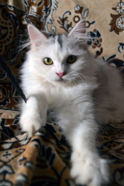 МАРКИЗА: 2 года, стерилизована, к лотку приучена 
 
Красив