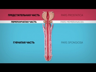 Анатомия мочеиспускательного канала (мужского и женского)