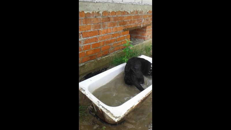 И пусть весь мир подождет🐶