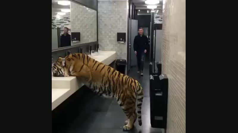 Выходишь такой с туалета, а там...