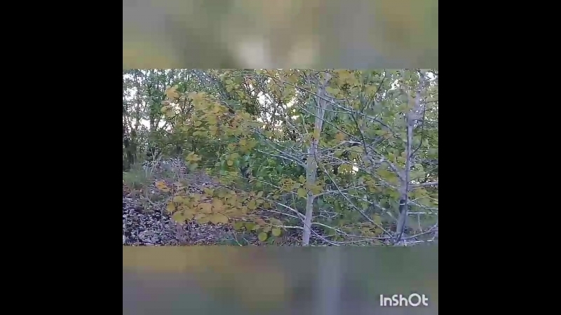 InShot_20180617_090713986.mp4