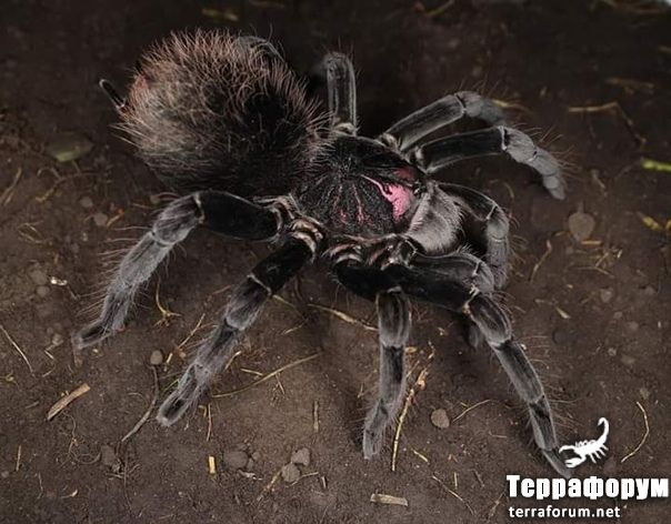 Xenesthis sp Tenebris

