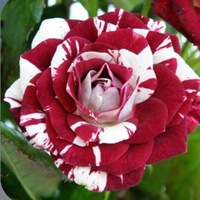 Арина Малова | 