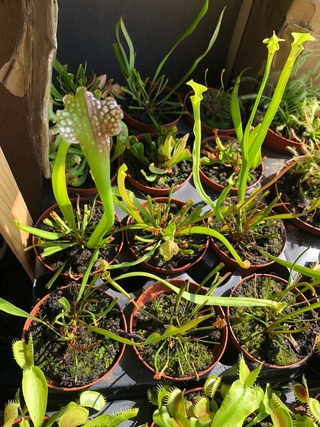 Exotica Магазин Хищных Растений Exotica Магазин Хищных Растений