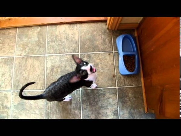 Cat with the longest annoying meow