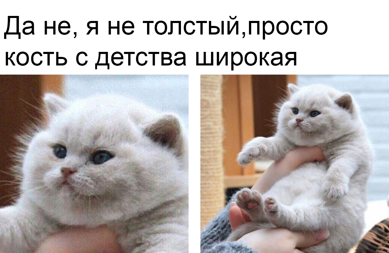 Картинки кость пушистая