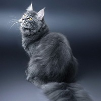 Сандра Правдинская