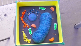 Plant cell science project using household items
