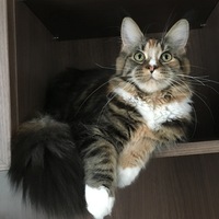 Алиса Привалова
