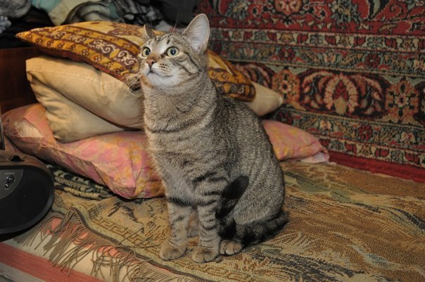 Очень нужна помощь на 10 дней покормить кошек в Пензе на ул.